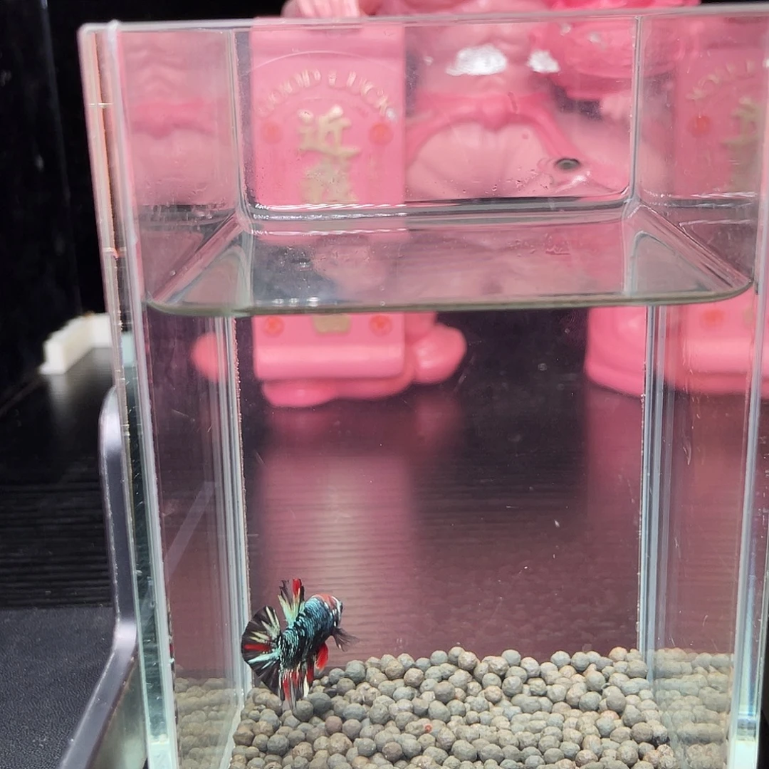 斗鱼09号92早暗黑