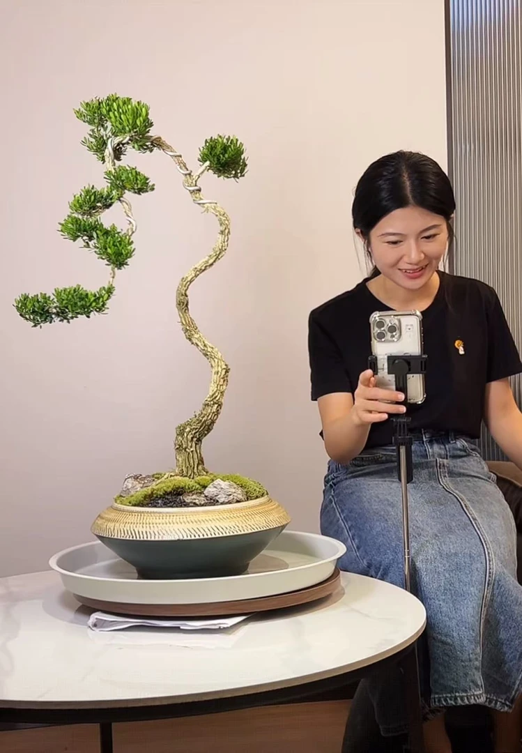 广东皱皮老桩雀舌黄杨盆景高端园艺