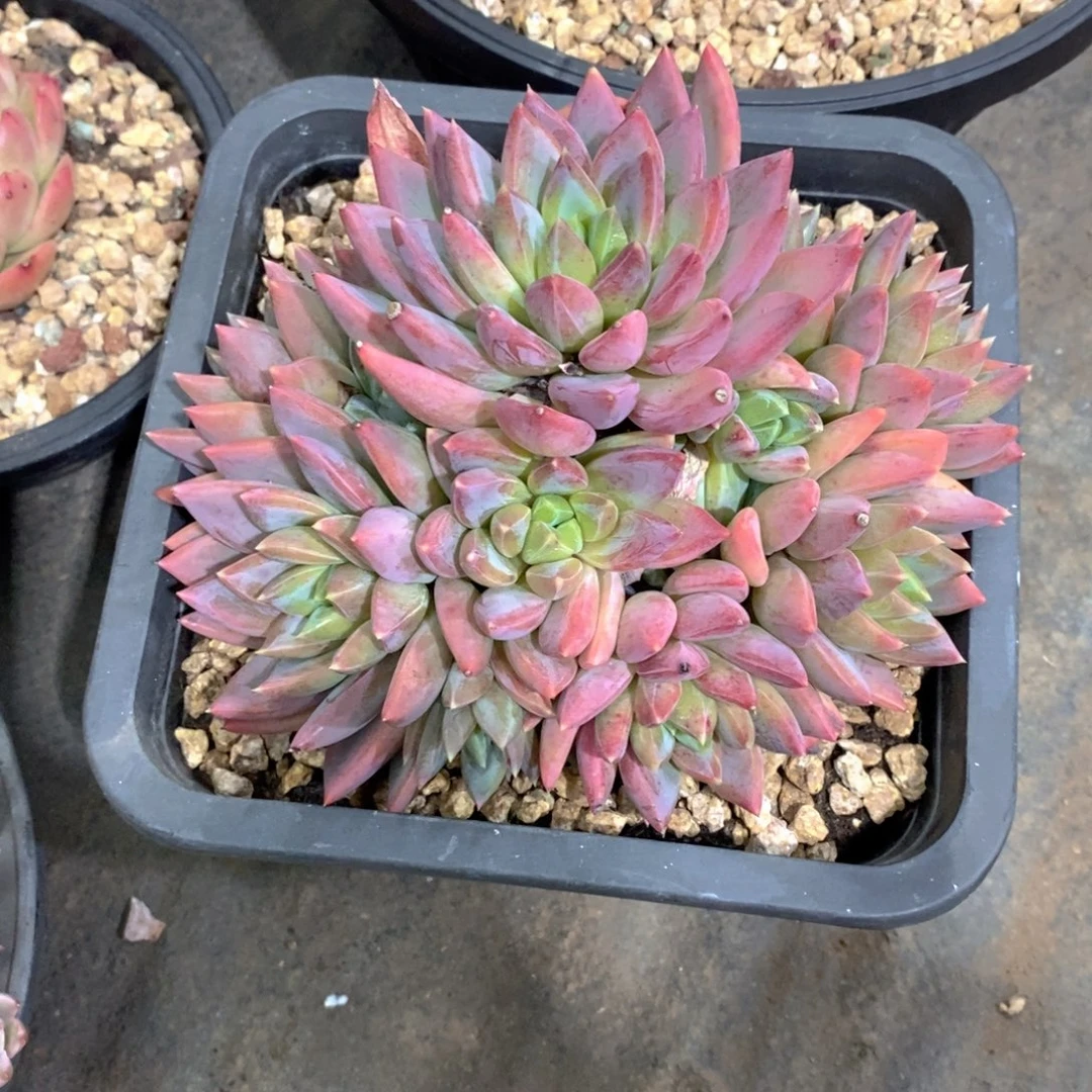 冬***华红蛋美人多肉植物群