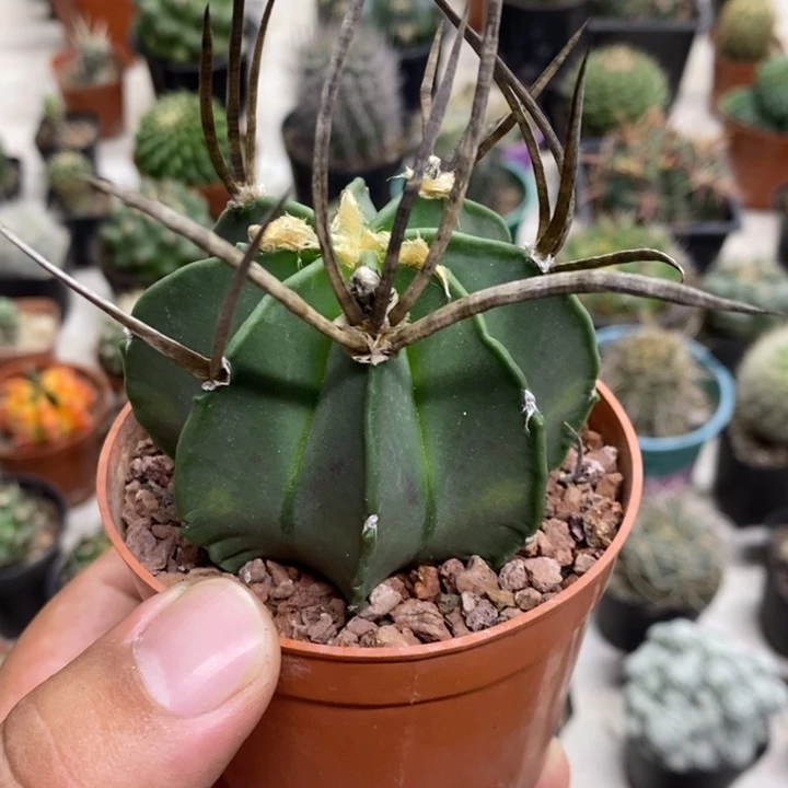 水牛角特价福利特价2