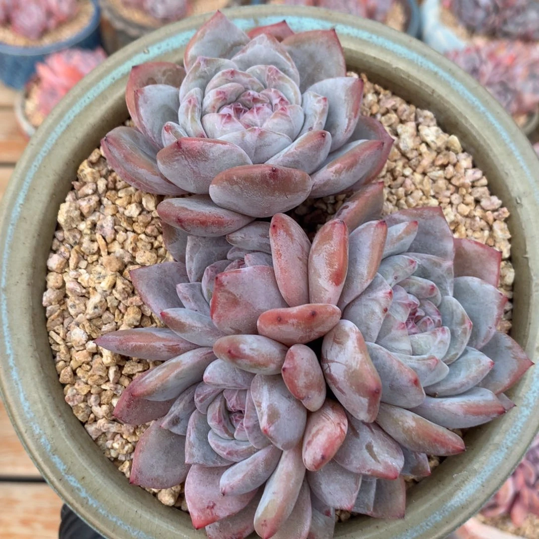 星影石榴籽紫心 5头老桩开播福利