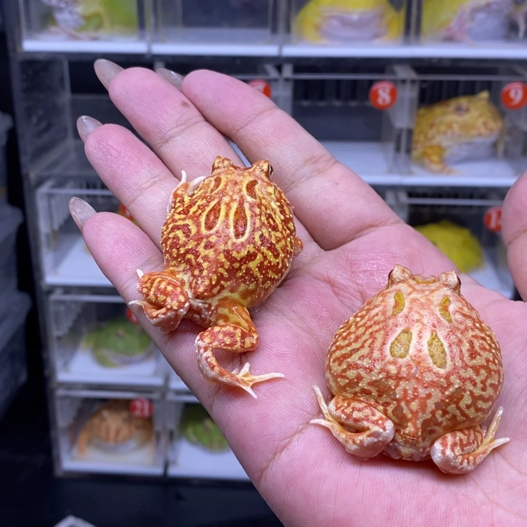 角蛙恭喜发财大吉大利