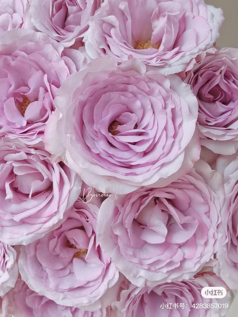 【好物鲜花】元丰祥气场玫瑰10支两单顺丰