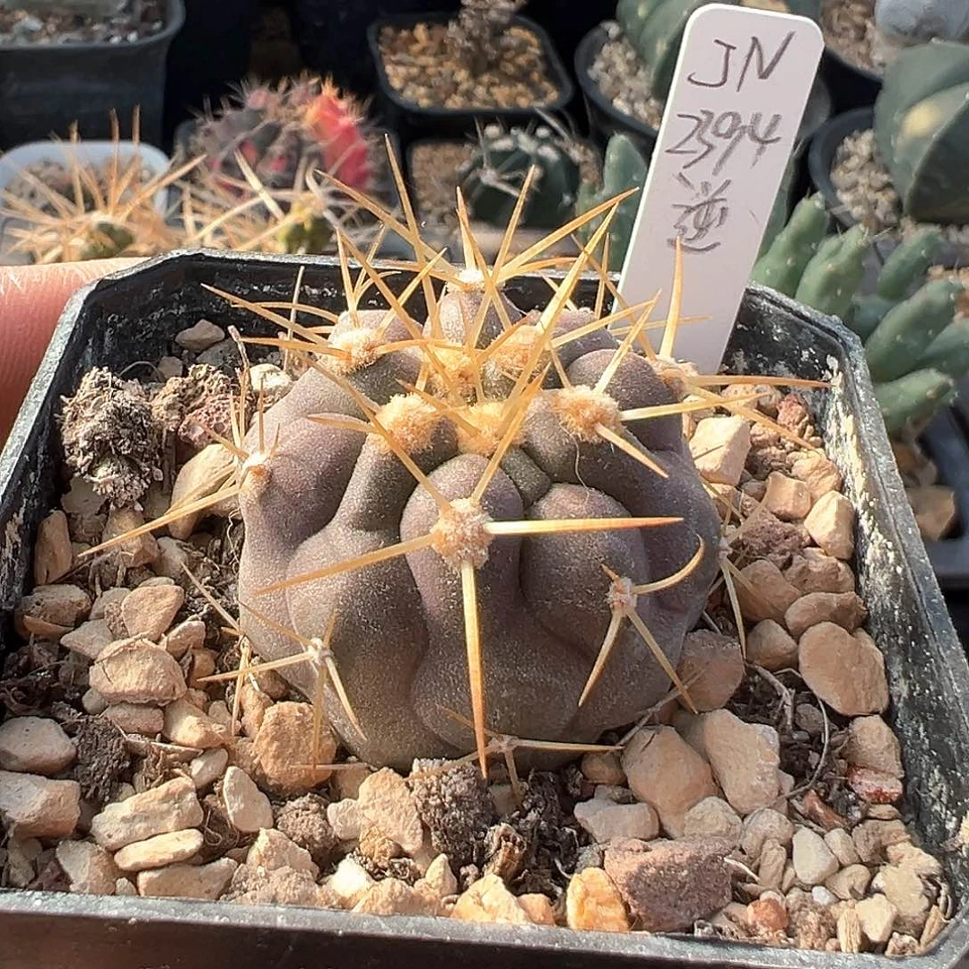 金刺逆鳞丸，实生，不含刺直径3.6厘米