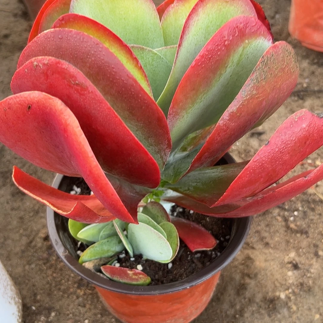 部分叶片有斑唐寅儿木木我哟哟哟哟哟哟