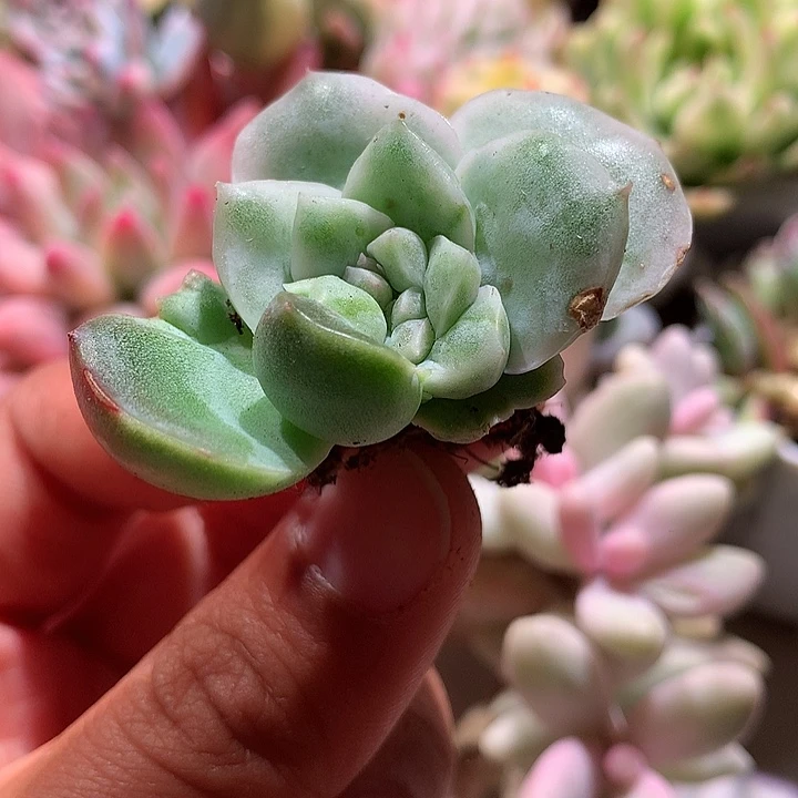 珍妮锦锦锦锦有根