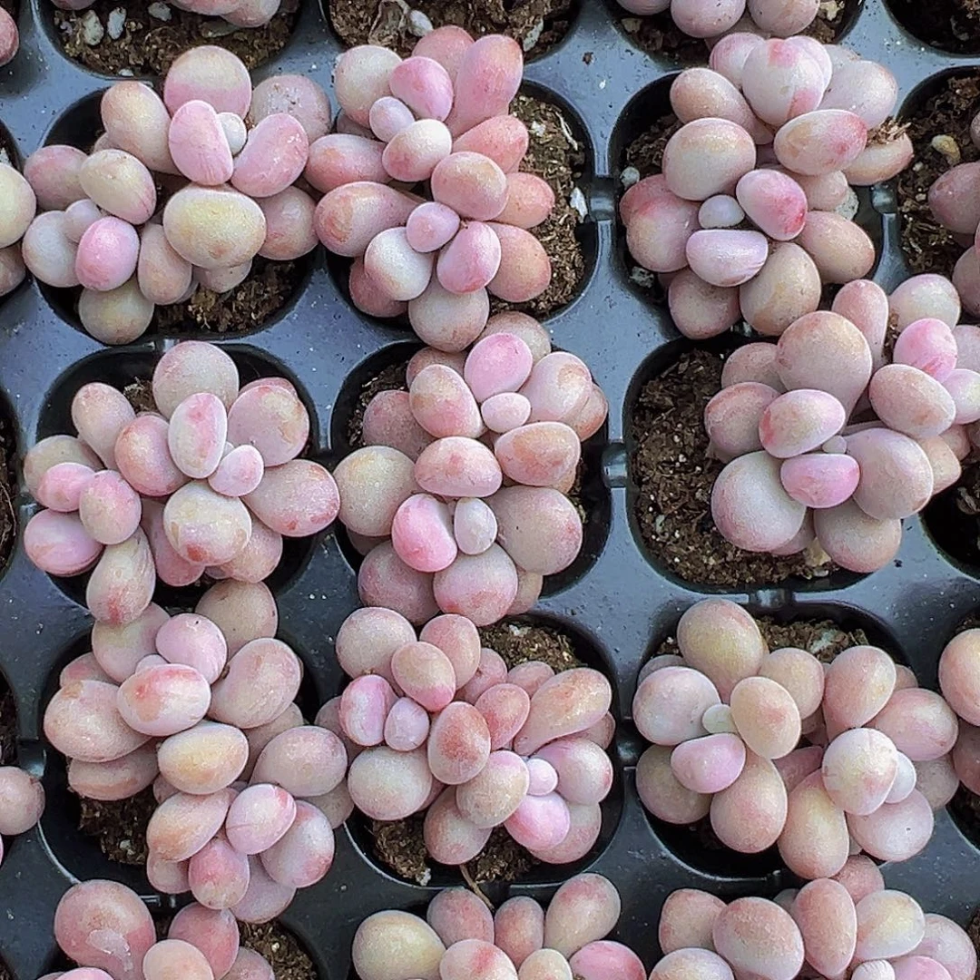 穴盘桃蛋5颗19包邮多肉