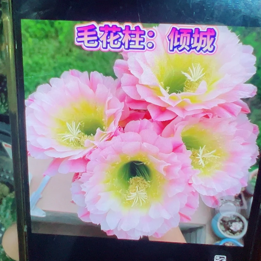 毛花柱倾城 侧芽 满20包邮