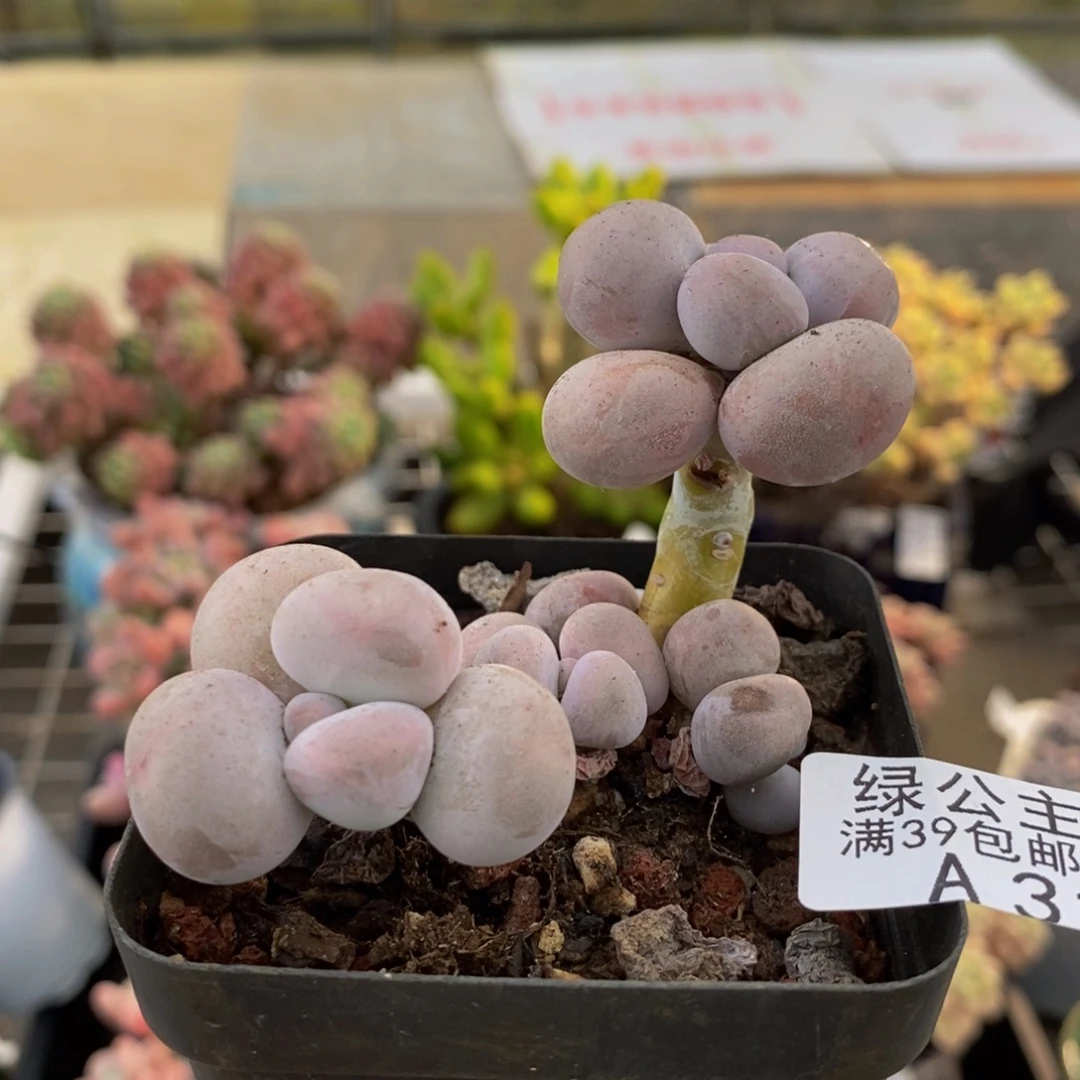 3196芭比奶酪6cn多肉