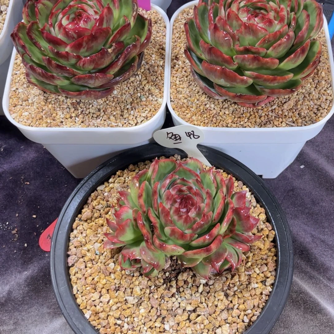 鱼***惊鸿仙子一物一拍