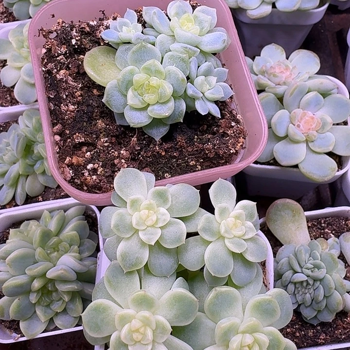 珠珠专拍纸鸢黄财富