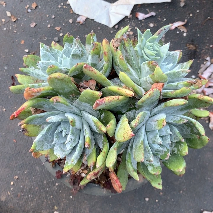 绿体塞丽娜，多肉植物