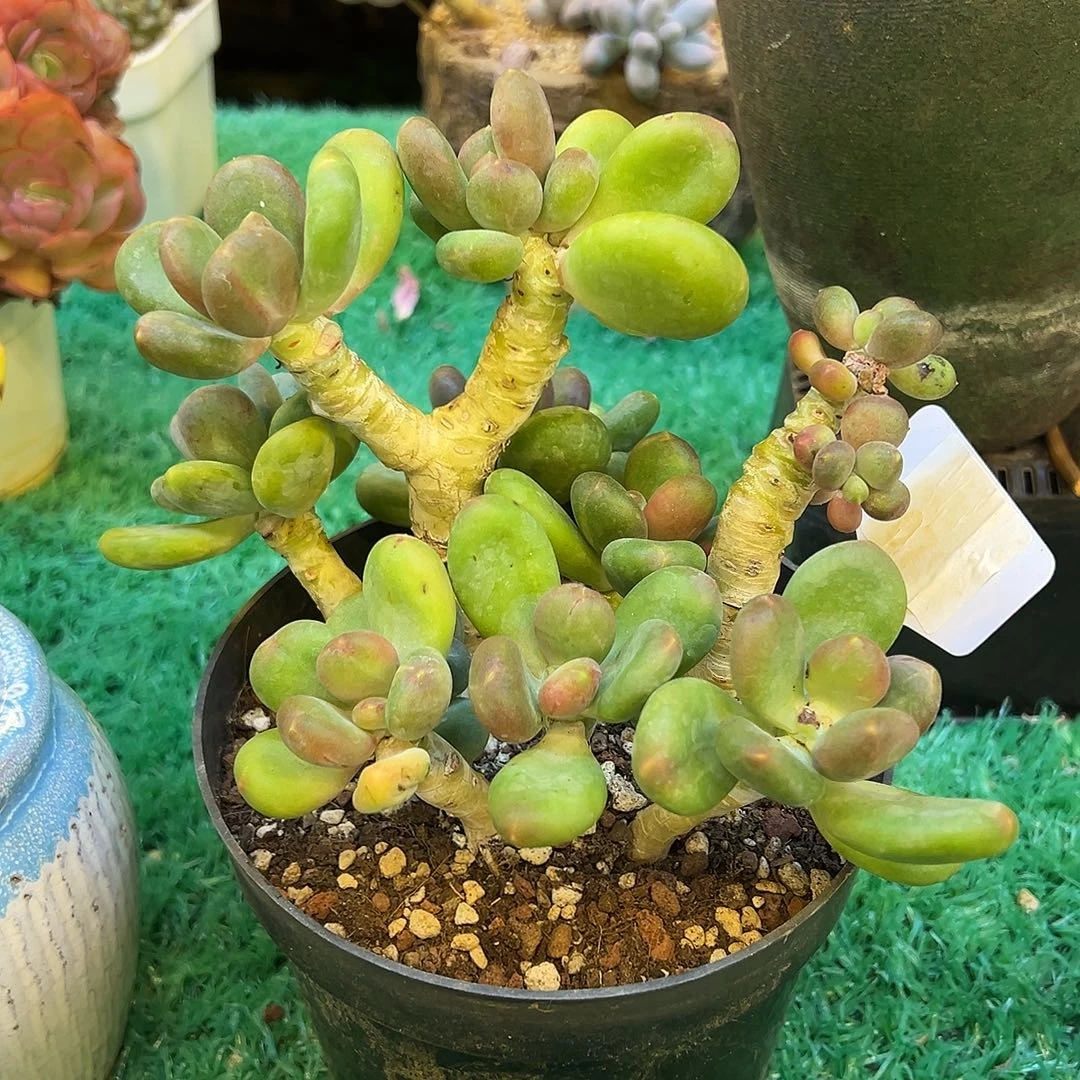 芒果奶，，，，，，，，，，，，