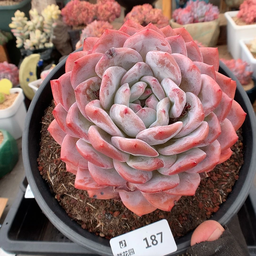 186梦露多肉植物6666