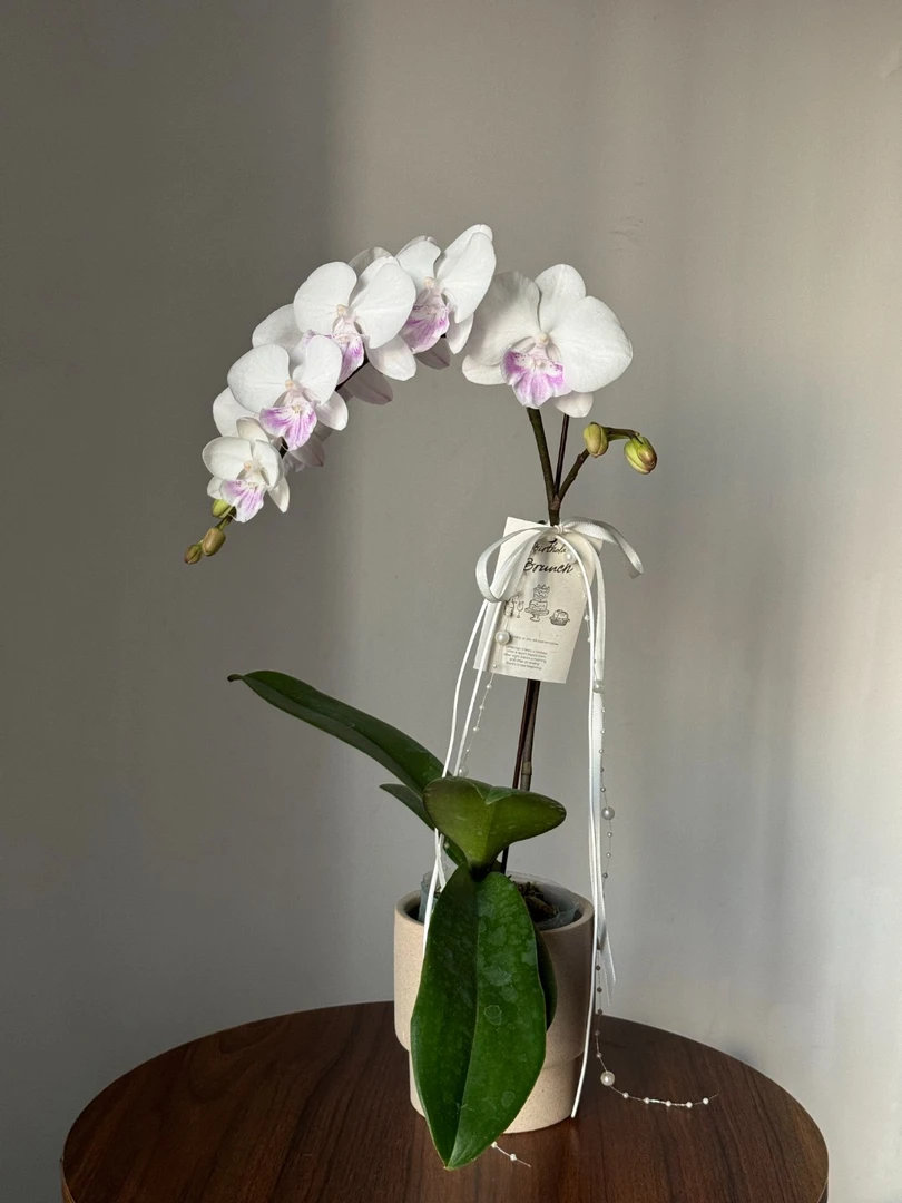 【梵音】AA级蝴蝶兰小水甄选 高雅纯净纯洁紫白色垂感花卉