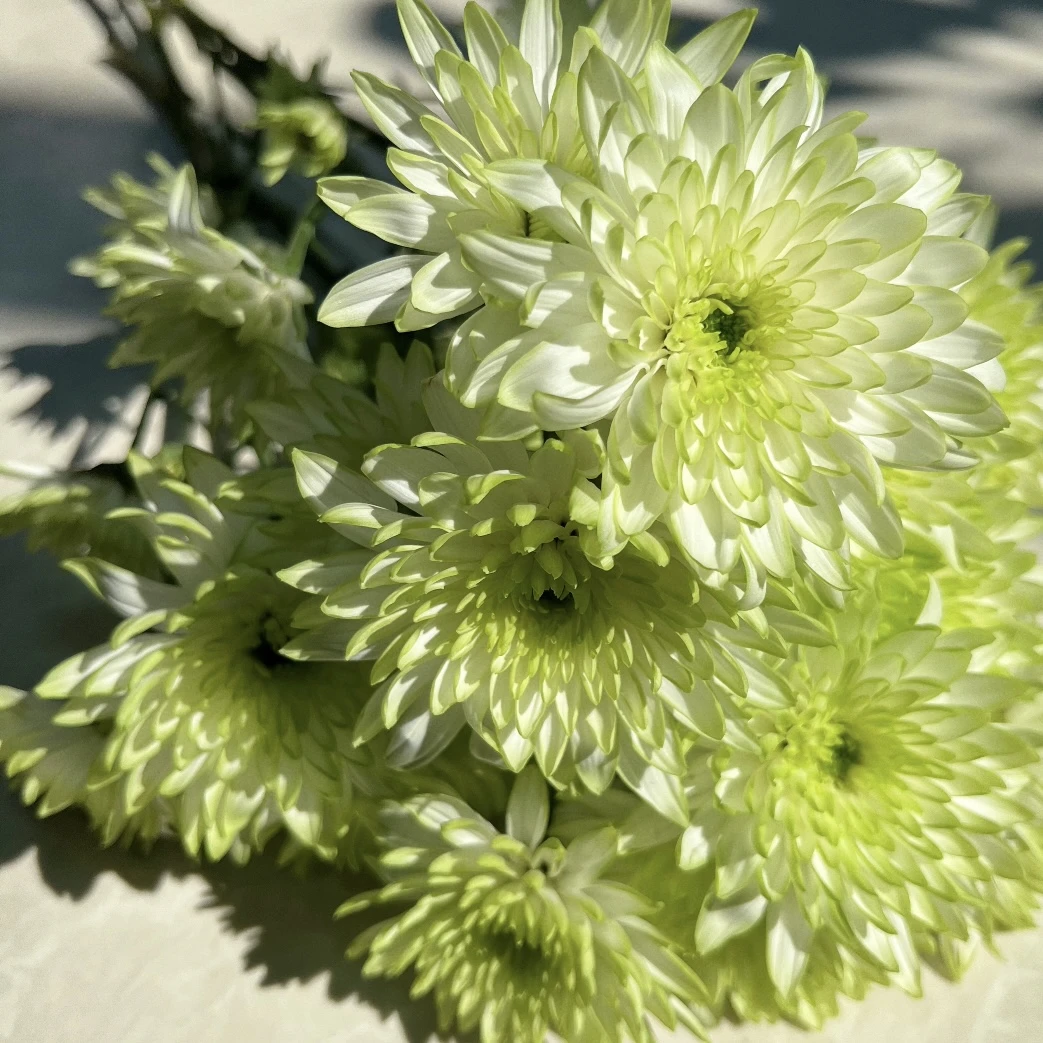 绿天赞小菊花盆栽颜值高花期长耐晒庭院阳台新手易养护