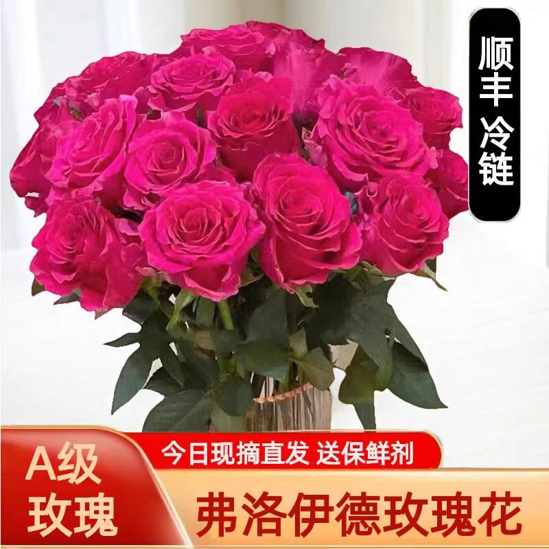 顺丰包邮【A级弗洛伊德玫瑰】云南A级鲜花批发