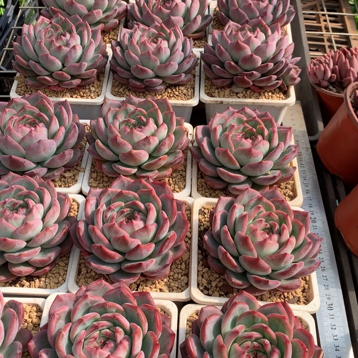 红鸾多肉植物12.88两单包邮