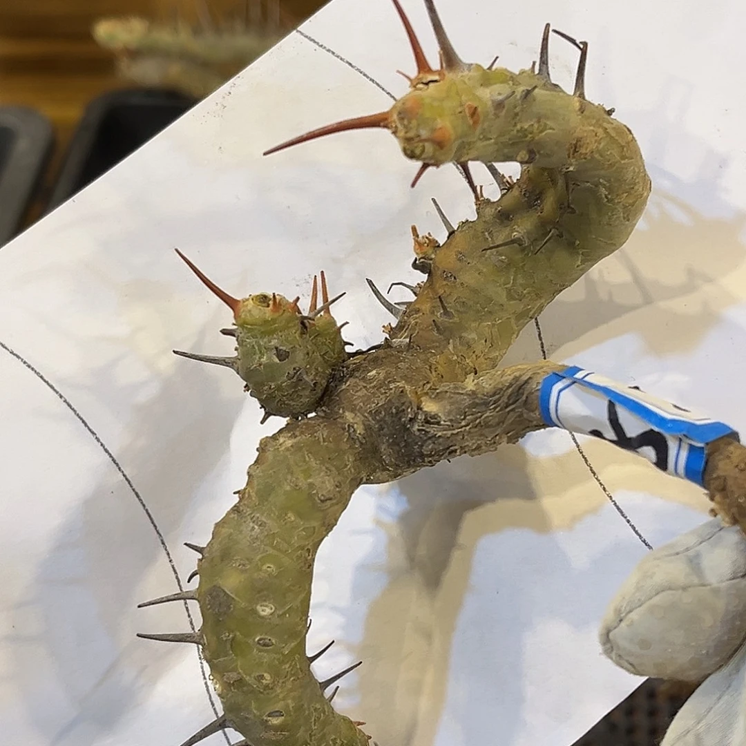 潮流植物 刺月界 太极