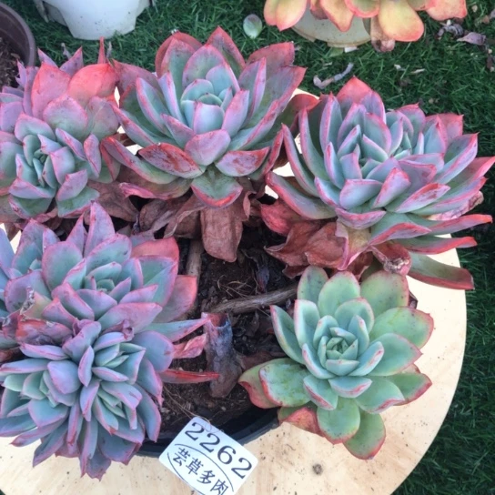 绮罗，2262，一物一拍