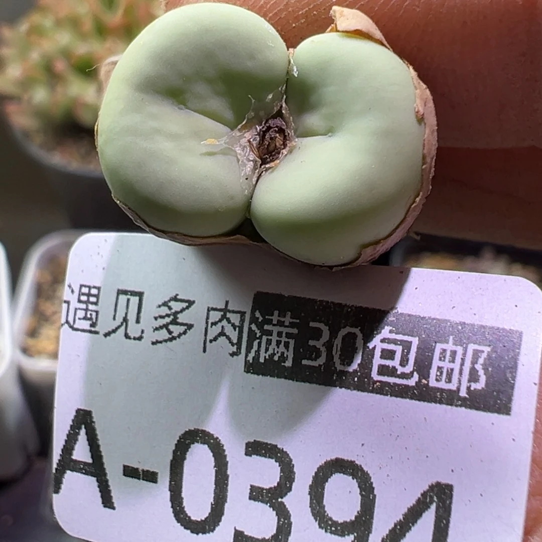多肉植物1111111111111