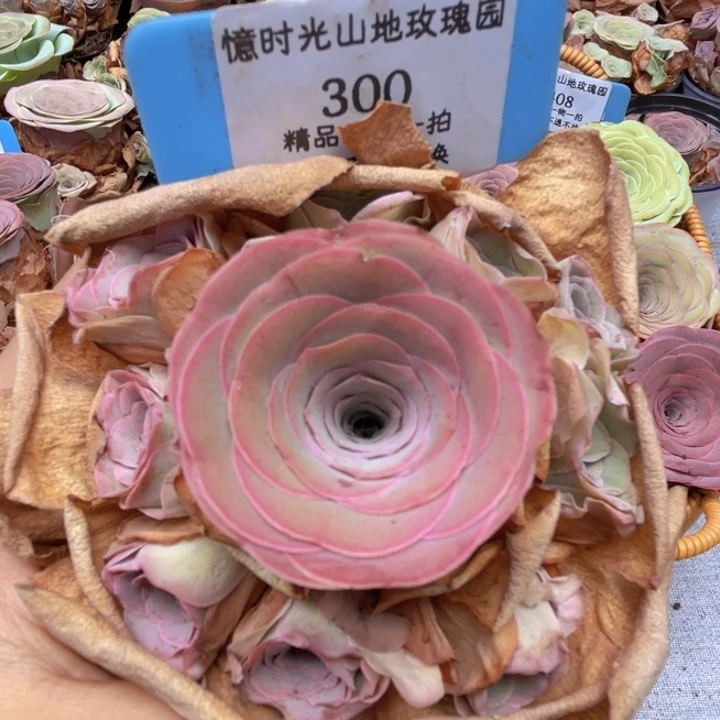 山地玫瑰300断枝不包损不售后
