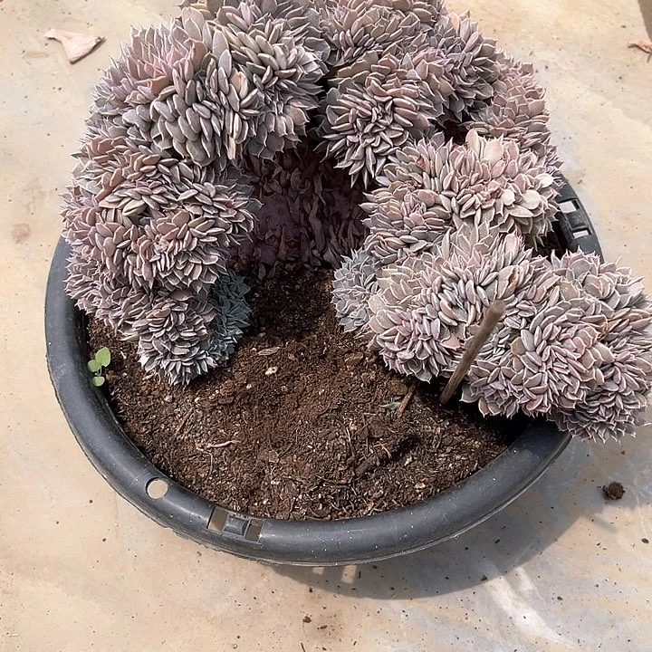 夏*?棠颂花卉一物一拍天赐缀 夏沫