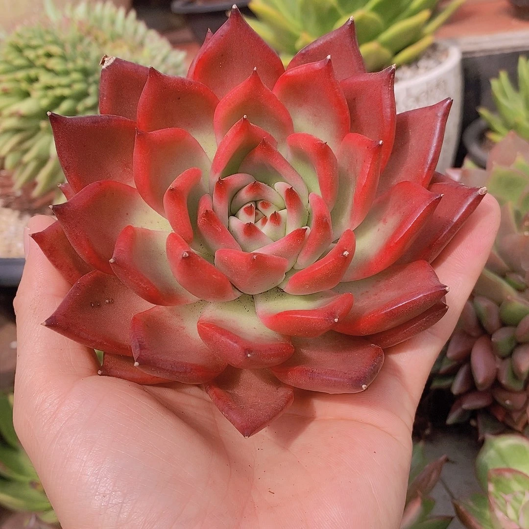 多肉植物韩体红玉
