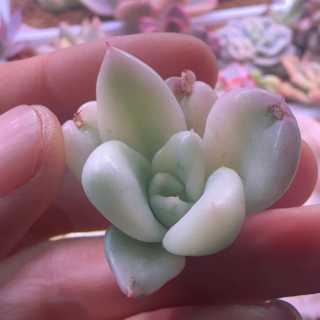 奶油饿梨锦 多肉植物
