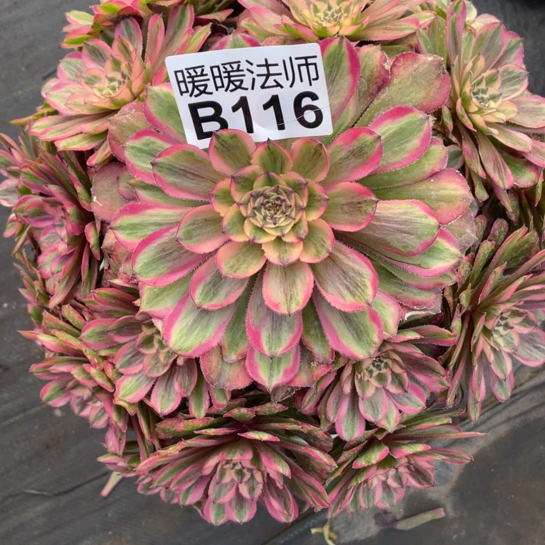 紫砂茶杯人**茶116超翡翠vv哥哥