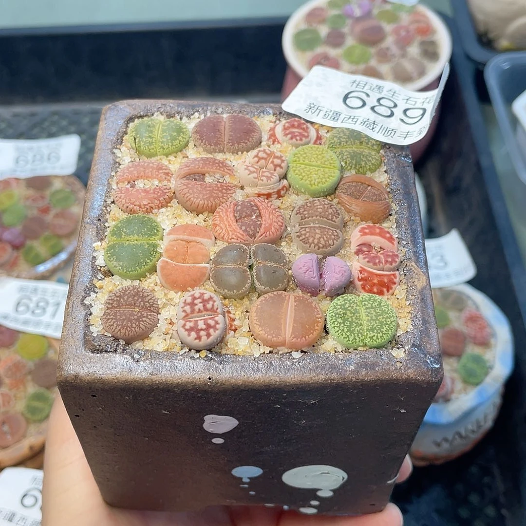 相遇生石花链接689