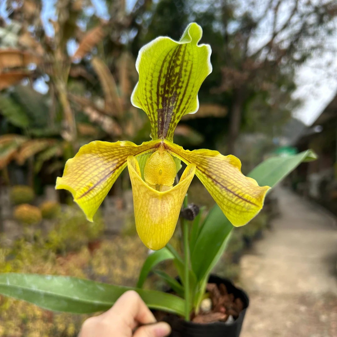 万峰绿缘【包氏绿肉饼】兜兰大花桌面款原盆发货花期长