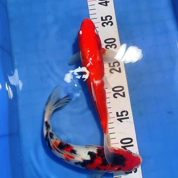 锦鲤锦鲤冷水鱼好养