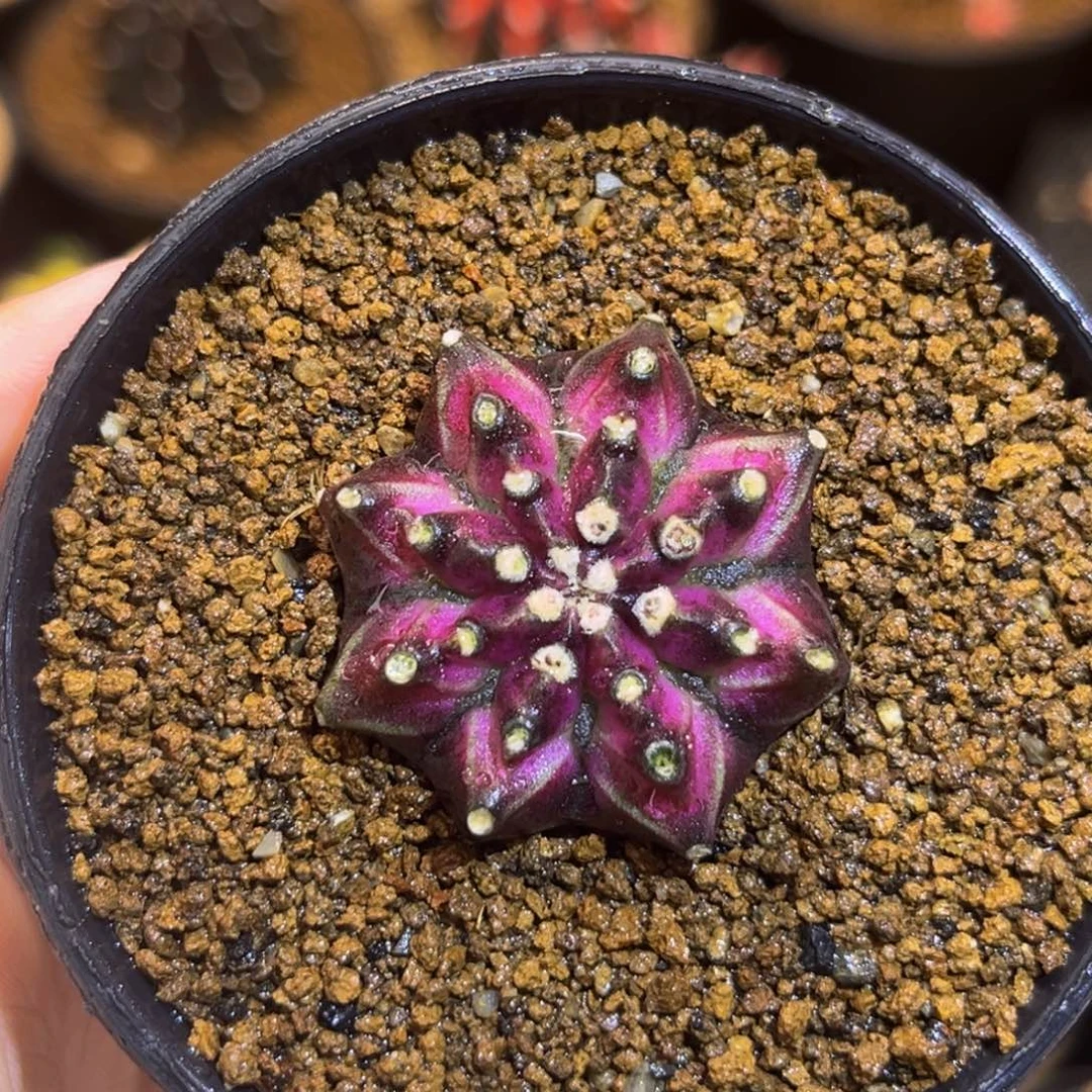 紫罗兰 米哈仙人球