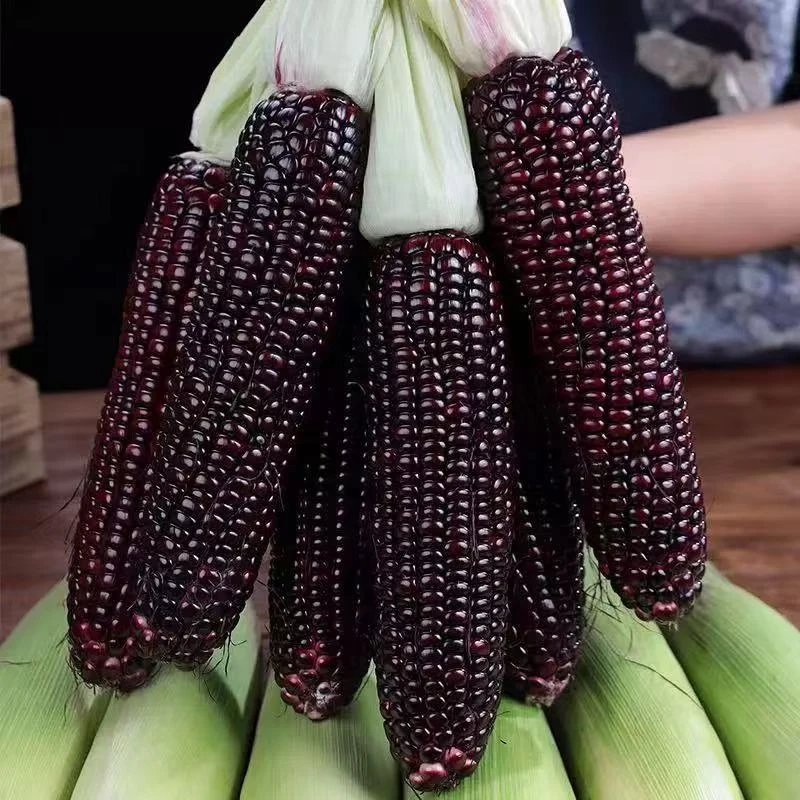 云南高原花青素甜脆水果玉米紫玉米脆甜爽口新鲜应季可生吃现发