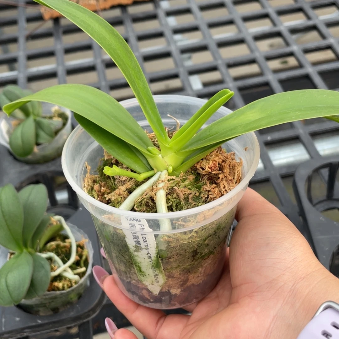 当前无花栽培后可以开花黄鹿角，3寸抽梗