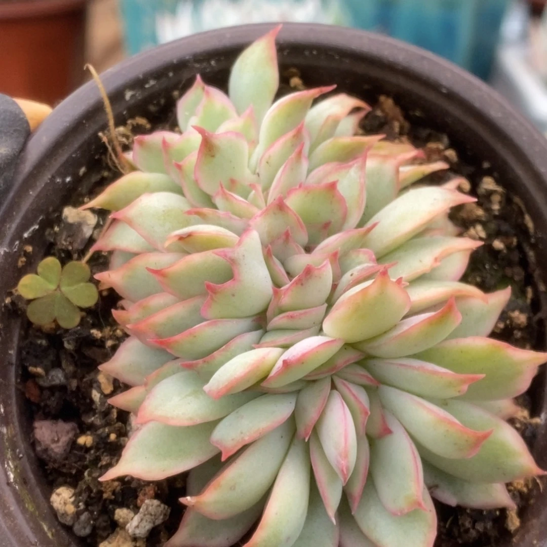 189月光女神锦锦锦锦