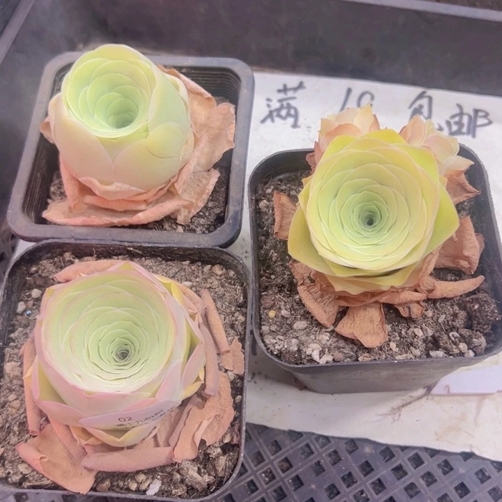 02 裸根不带土发货不包损