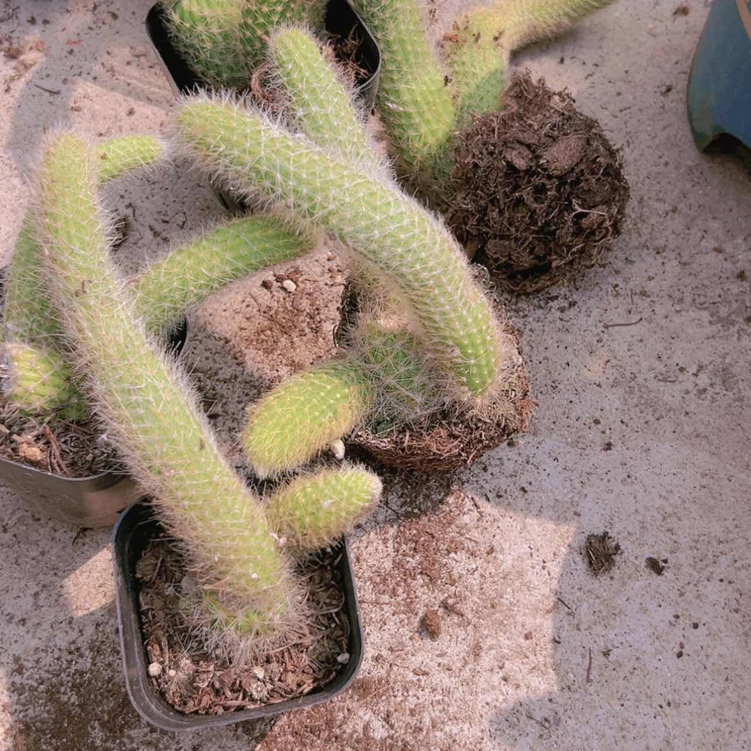 【闪购商品】九尾狐6盆偏远不拍