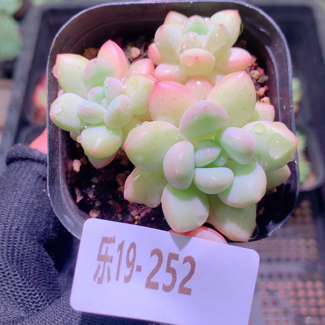 乐然19-252 泡泡糖