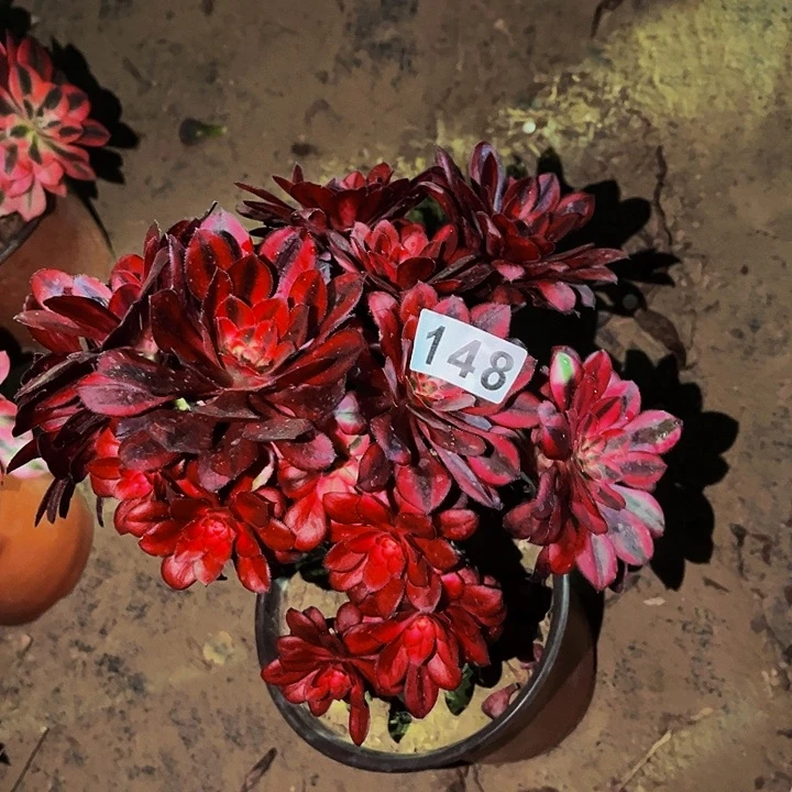 148香奈儿多肉植物处理不售后砍头丛林