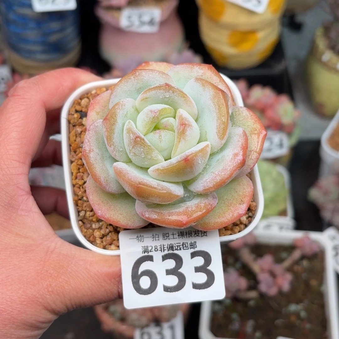 泡芙奶茶无盆土发货