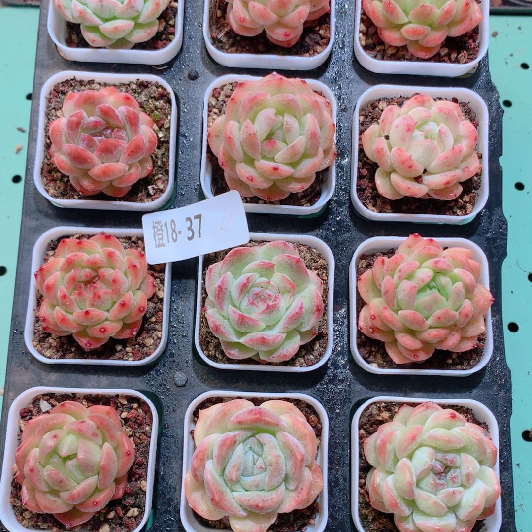18-37一物一拍带盆多肉18颗
