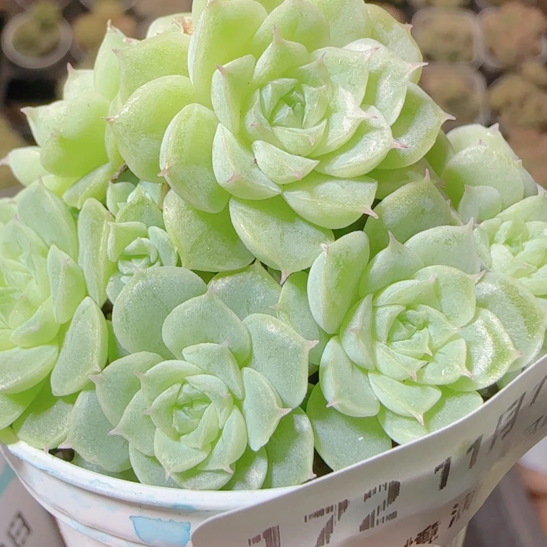 花语逸镜1113-172散