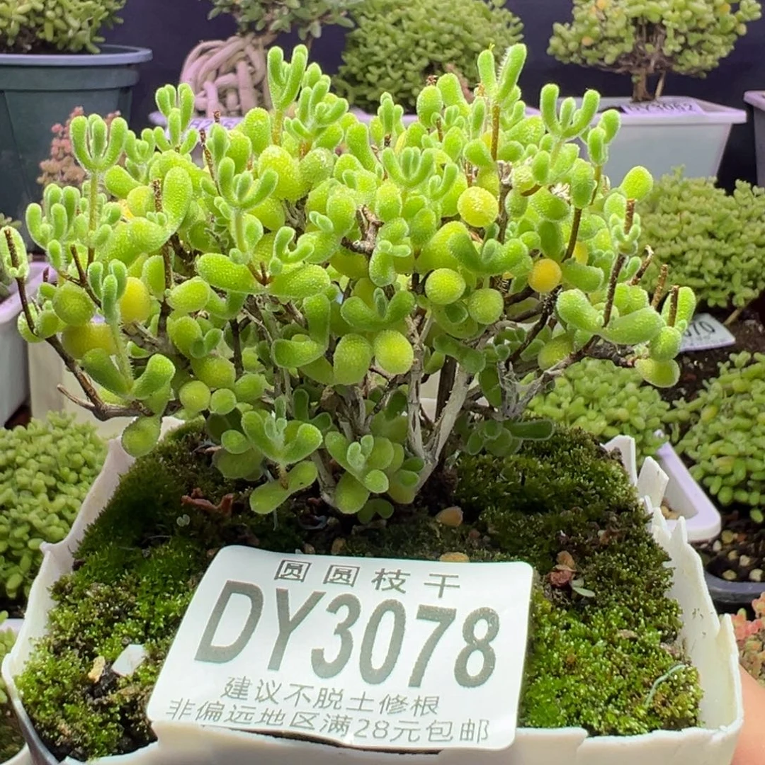 3078琉璃一物一拍