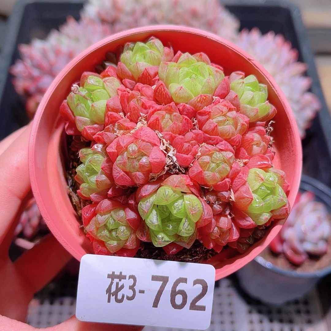 花利美3-762草玉露