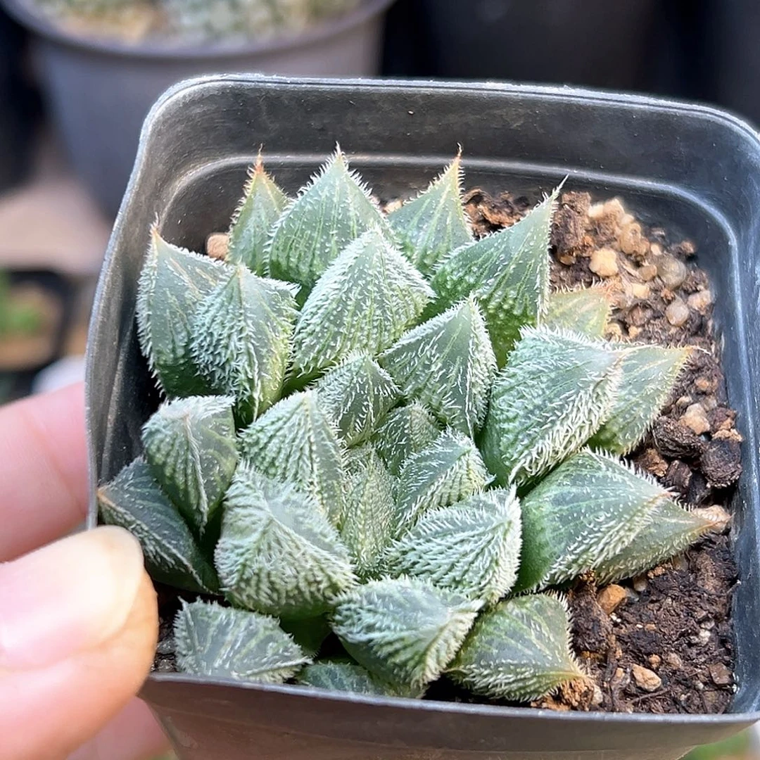 原始种十二卷一颗一颗