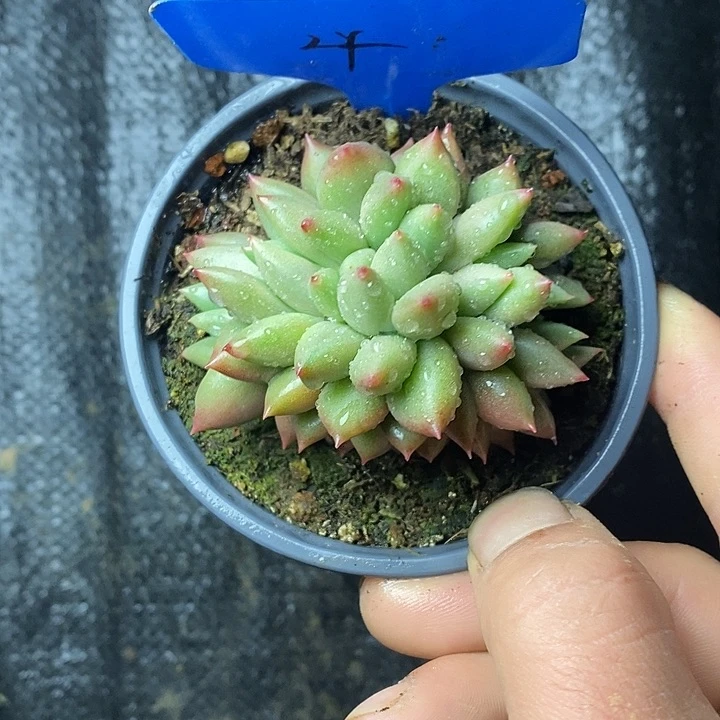 八*4///////////////