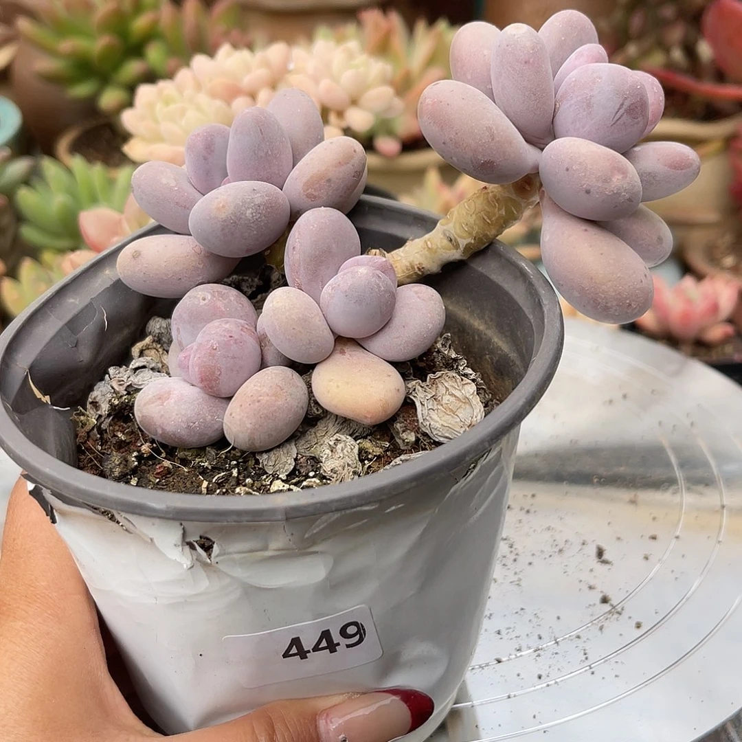 奶酪。  449。 有砍。 1111111