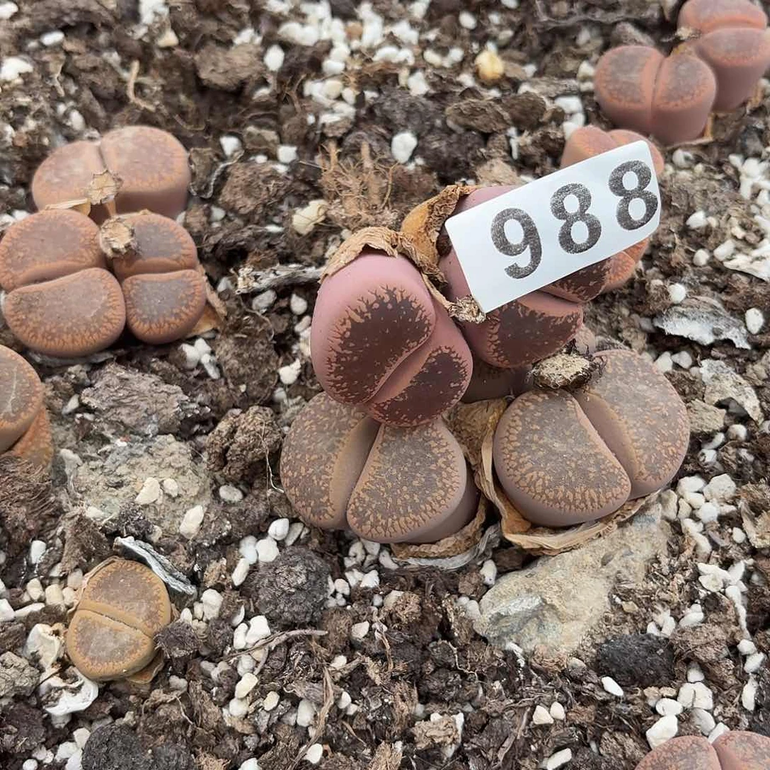 惊生石花一物一拍988